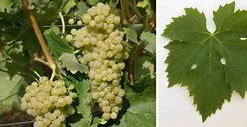 Image result for Agrisole Trebbiano Toscana