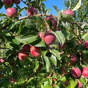 Image result for Liberty Apple Tree