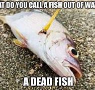 Image result for Fish Dying Meme