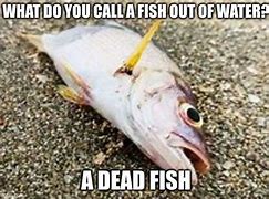 Image result for Lost Fish Meme