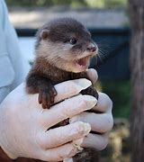 Image result for Otter Pups