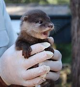 Image result for otters pup