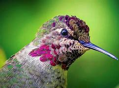 Image result for Goldmania Trochilidae