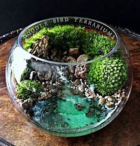 Image result for Tropical Terrarium Plants