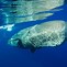 Image result for Bing Whale Wallpaper