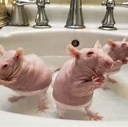 Image result for Rat Having a Shower