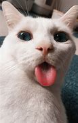 Image result for Funny Cat Sayings Desktop Wallpaper