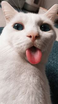 Image result for Funny Cat Phone Lock Screens