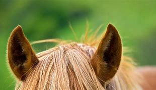 Image result for Horse Ear Positions
