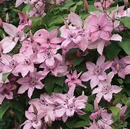 Bildergebnis für Clematis Hagley Hybrid