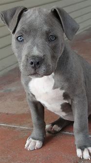 Image result for Blue Nose Pitbull Puppy