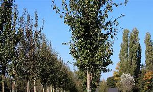 Image result for Pyrus communis Beurré Hardy