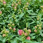 Image result for Growing Snapdragons