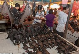 Image result for Bats Hanging in a Wet Market