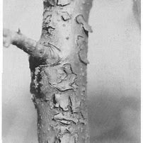 Image result for Common Pear Tree Diseases
