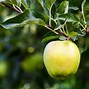Image result for Yellow Apple Tree