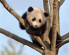 Image result for Baby Panda On Tree