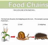 Image result for Hedgehog Food Web