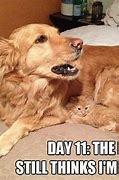 Image result for Cats and Dogs Funny Animal Memes