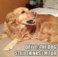 Image result for Really Funny Cats and Dogs