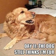 Image result for Dog Hugs Cat Meme