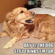 Image result for Dog Eating Cat Meme