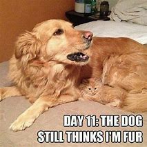Image result for Cat Dog Memes