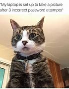 Image result for Viral Cat Meme