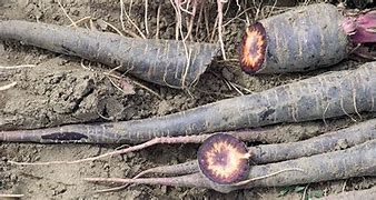 Image result for Carrot Core