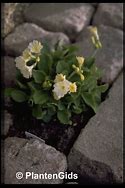 Image result for Primula x pubescens Bewerly White