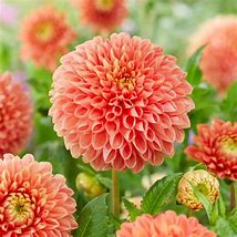 Image result for Dahlia Jowey Linda