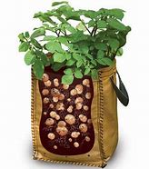 Image result for Noordvaal Potatoes in Bags