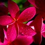 Image result for Flowers Full HD Wallpapers 1080P