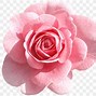 Image result for Pink Rose Clip Art