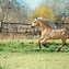 Image result for Palomino Azteca Horse