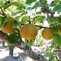 Image result for Cent Air Girl Picking Fruit