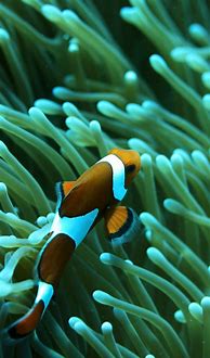 Image result for iPhone 8 Wallpaper Fish