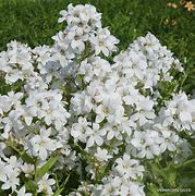 Bildergebnis für Campanula lactiflora White Pouffe