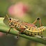 Image result for Hopper the Grasshopper
