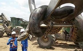 Image result for World Biggest Snake Found Alive