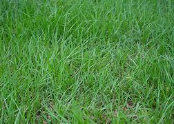 Image result for Argentine Bahia Grass Seed