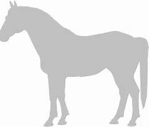 Image result for Sorraia Horse