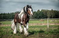 Image result for Long Hair Horse