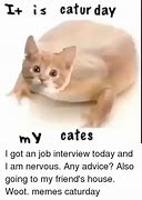 Image result for Woot Cat Meme