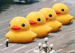 Image result for Social Rubber Duck