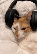 Image result for DIY Cat Headphones