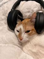 Image result for Cool Cat with Headphones