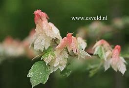 Image result for Acer rubrum Candy Ice