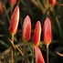 Image result for Tulipa clusiana var. stellata