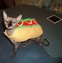 Image result for Cat Outfit Meme